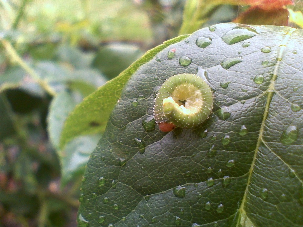 kleine Raupe