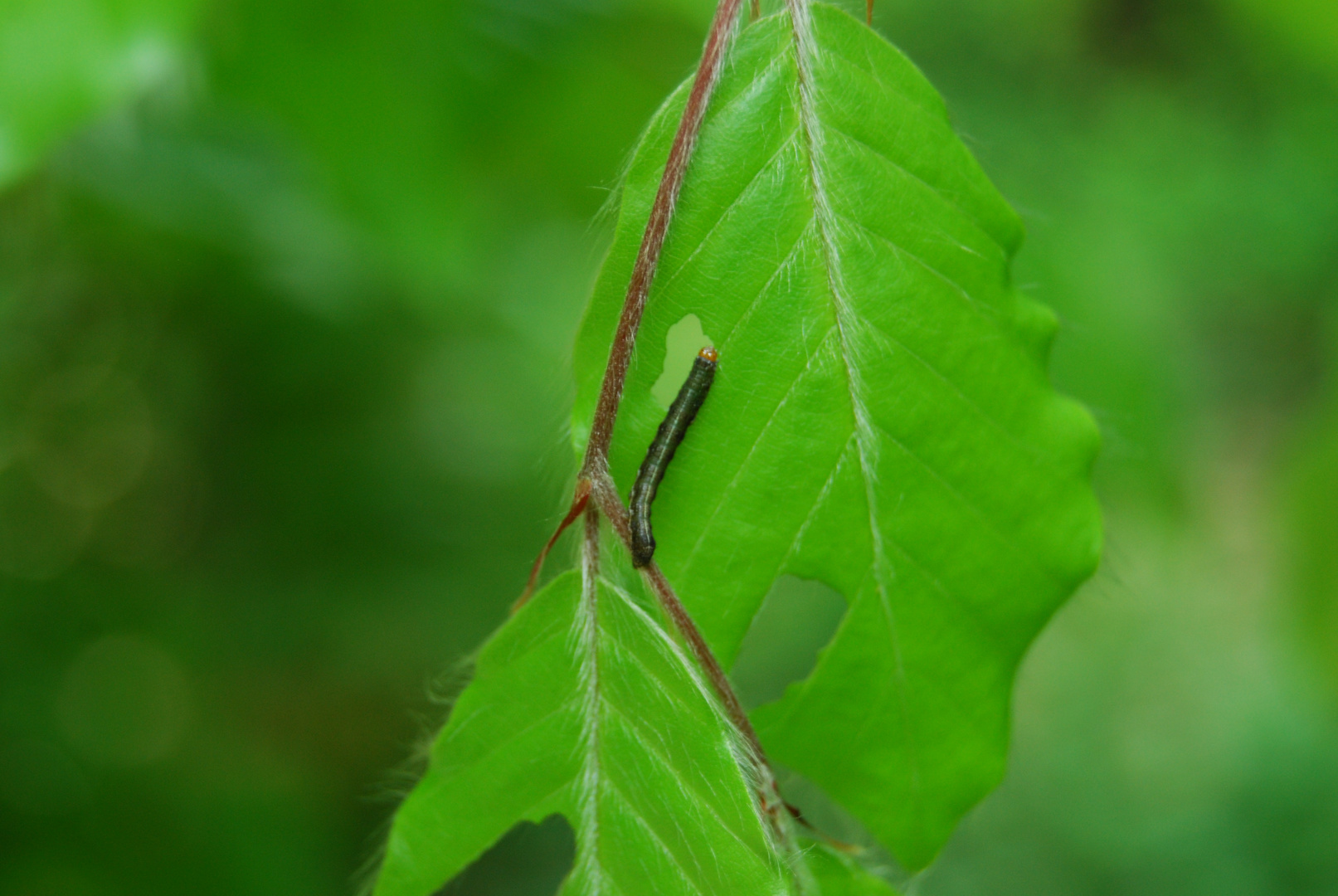 kleine Raupe...