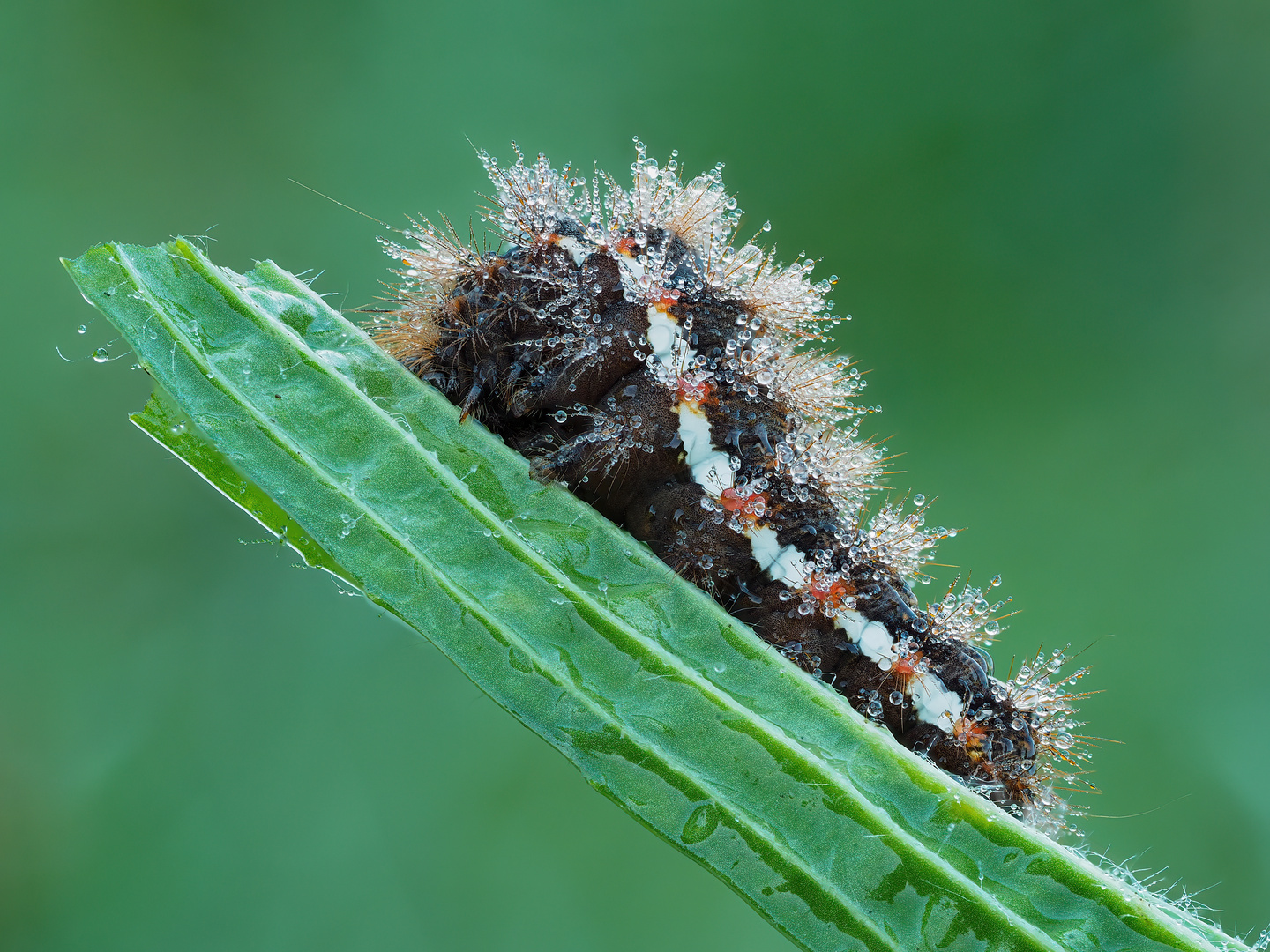 Kleine Raupe-Ampfer-Rindeneule