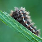 Kleine Raupe-Ampfer-Rindeneule