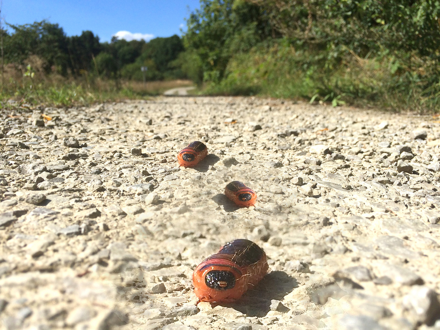 Kleine Raupe auf weiter Reise 