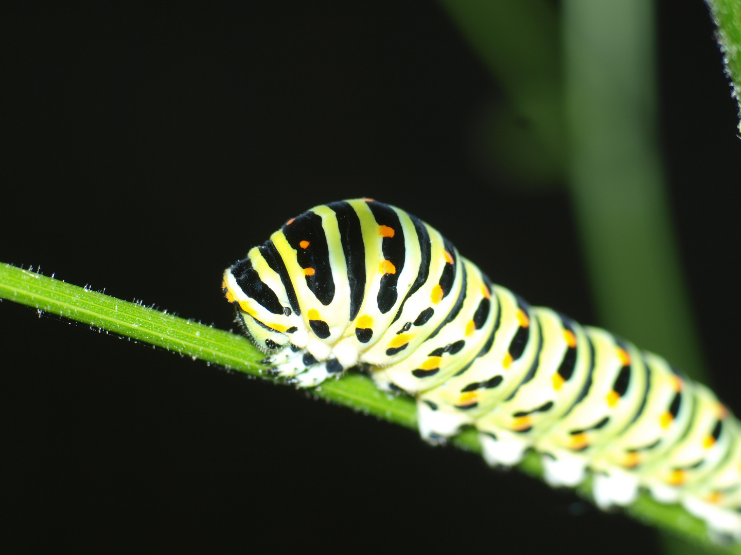 Kleine Raupe