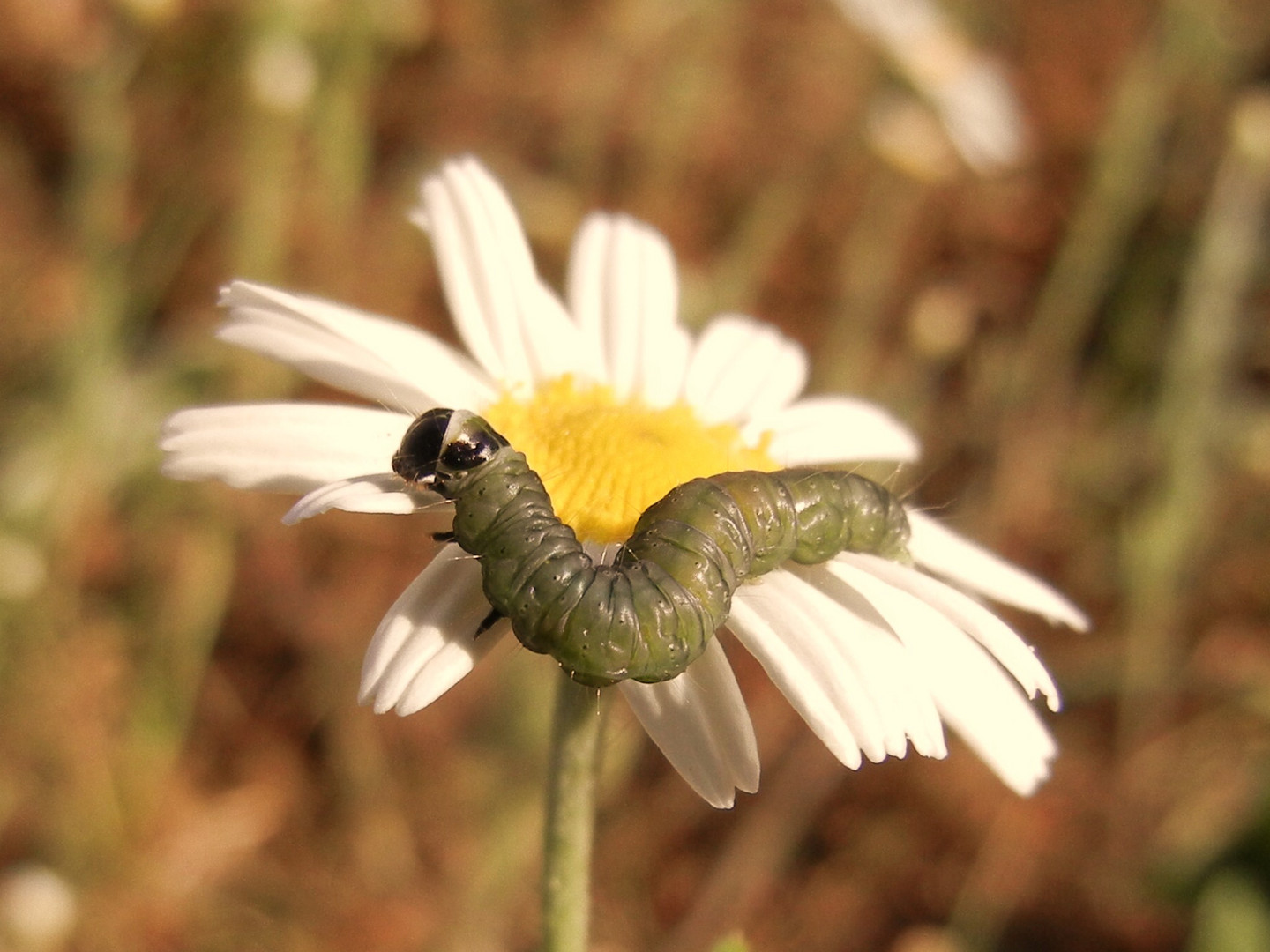 Kleine Raupe