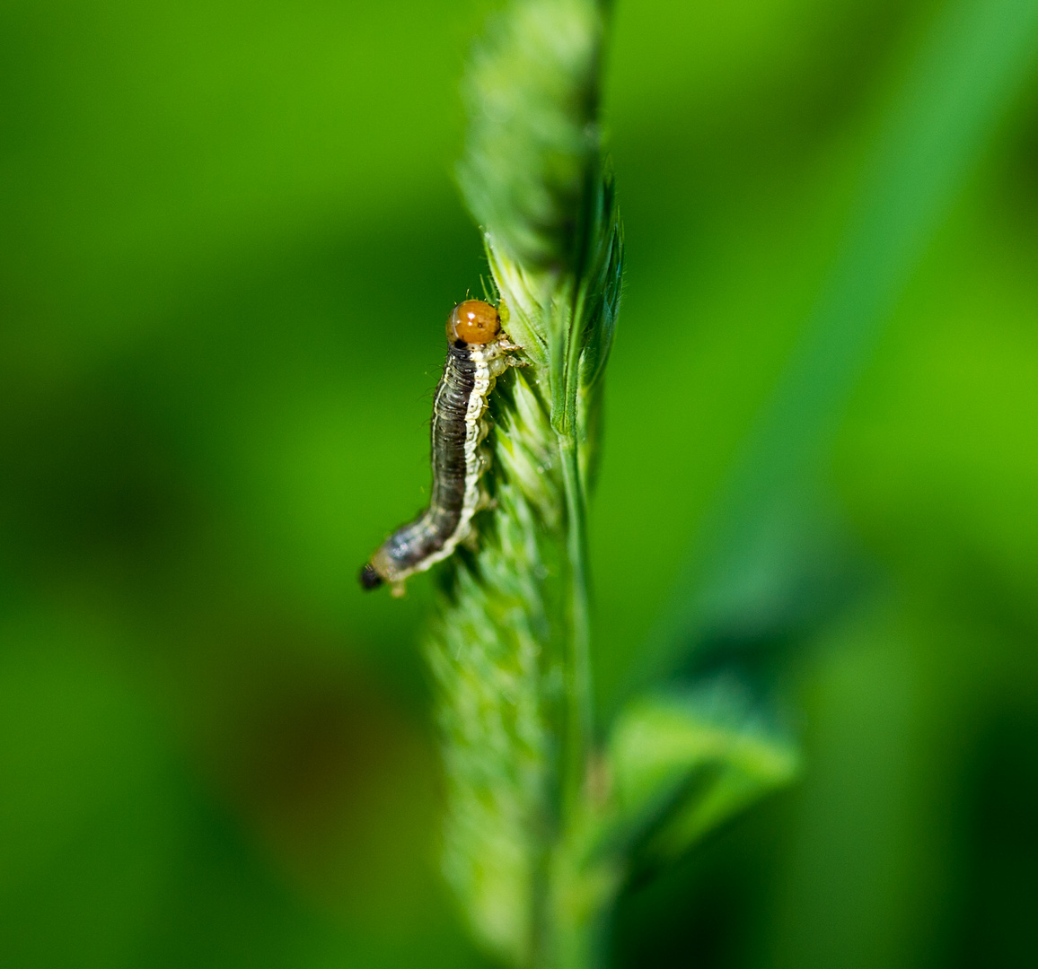 Kleine Raupe