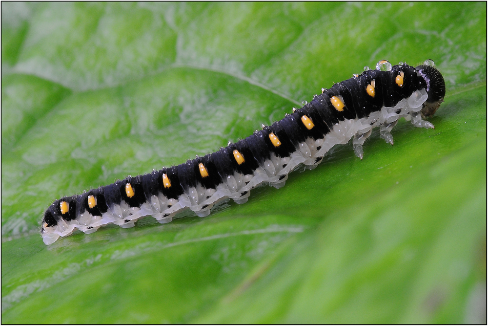 Kleine Raupe Foto & Bild tiere, wildlife, insekten