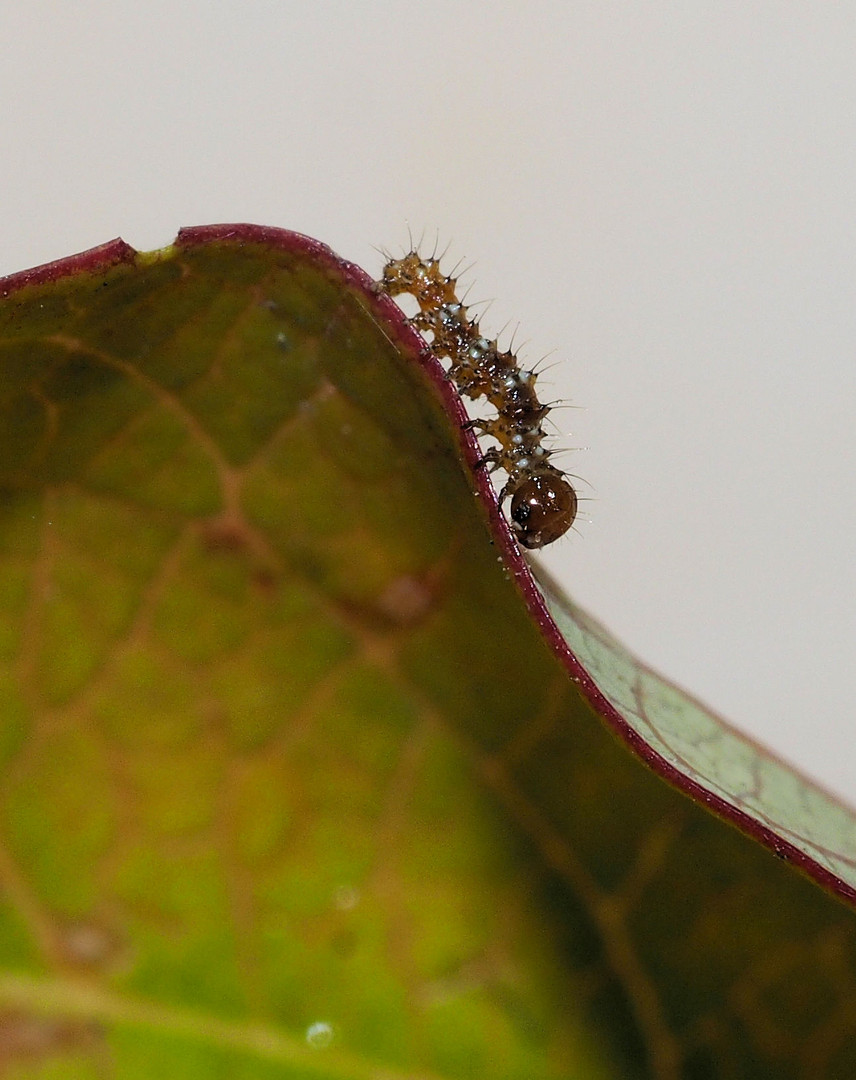 Kleine Raupe der Fackel Dryas iulia