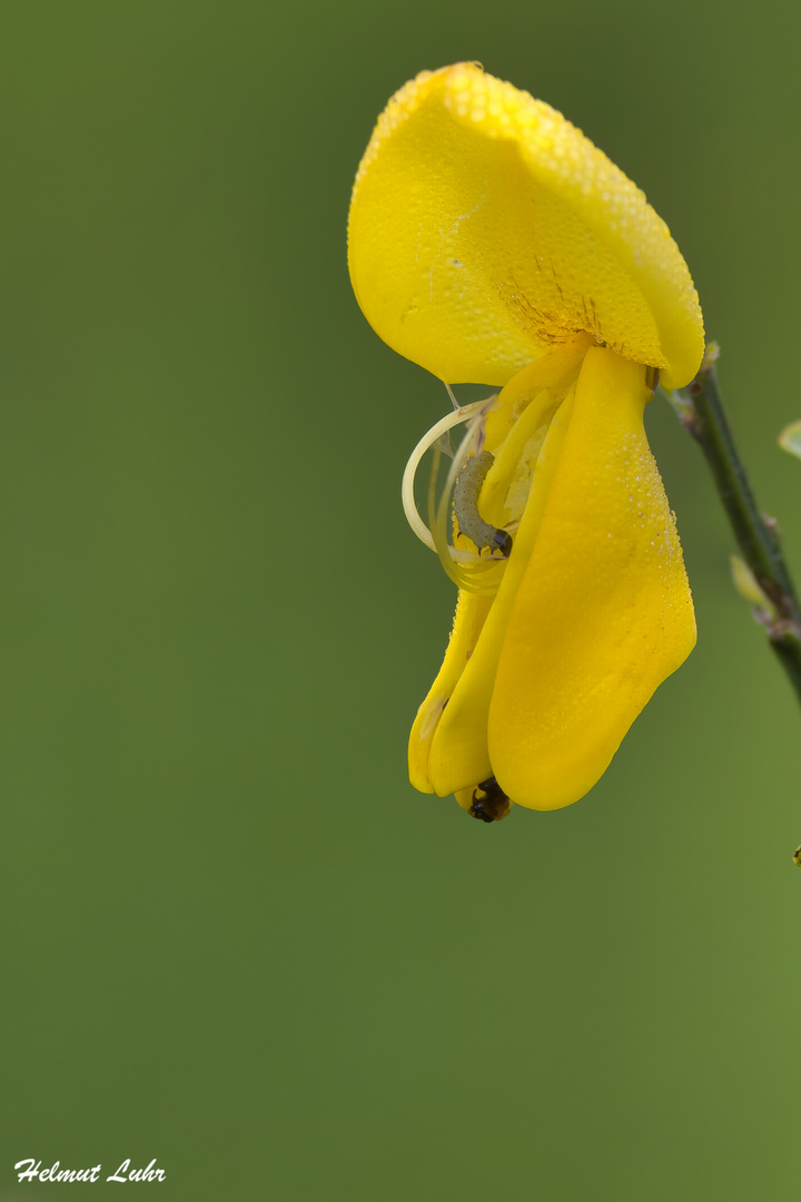 Kleine Raupe . . .