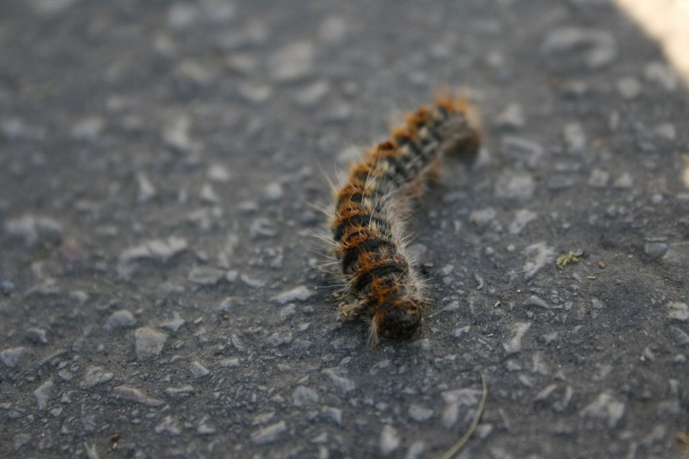 Kleine Raupe ganz groß