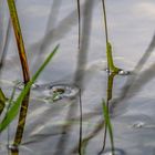 kleine Raupe geht baden 