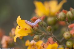 Kleine Raupe Nimmersatt ?