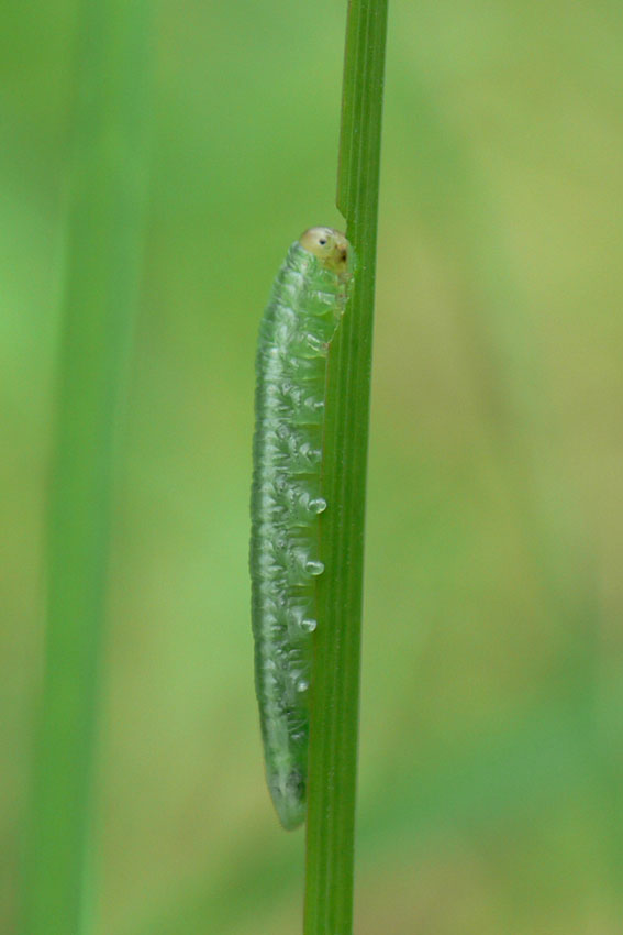 ~~ Kleine Raupe "Nimmersatt" ~~