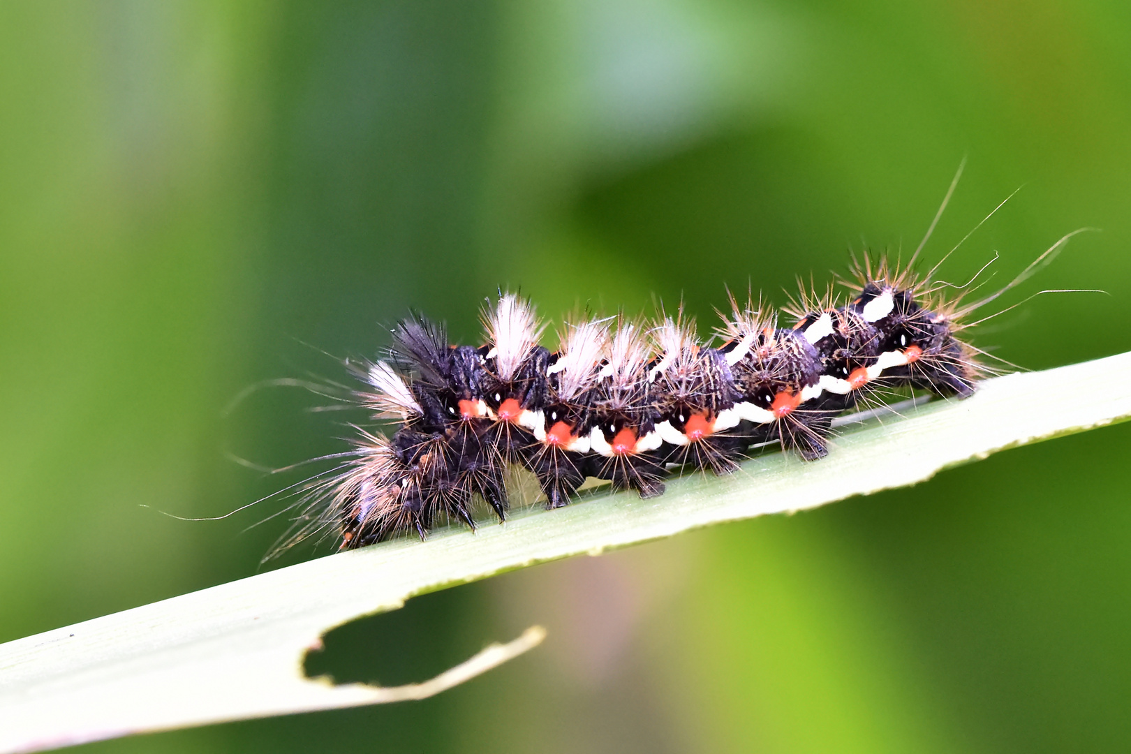 kleine Raupe Nimmersatt