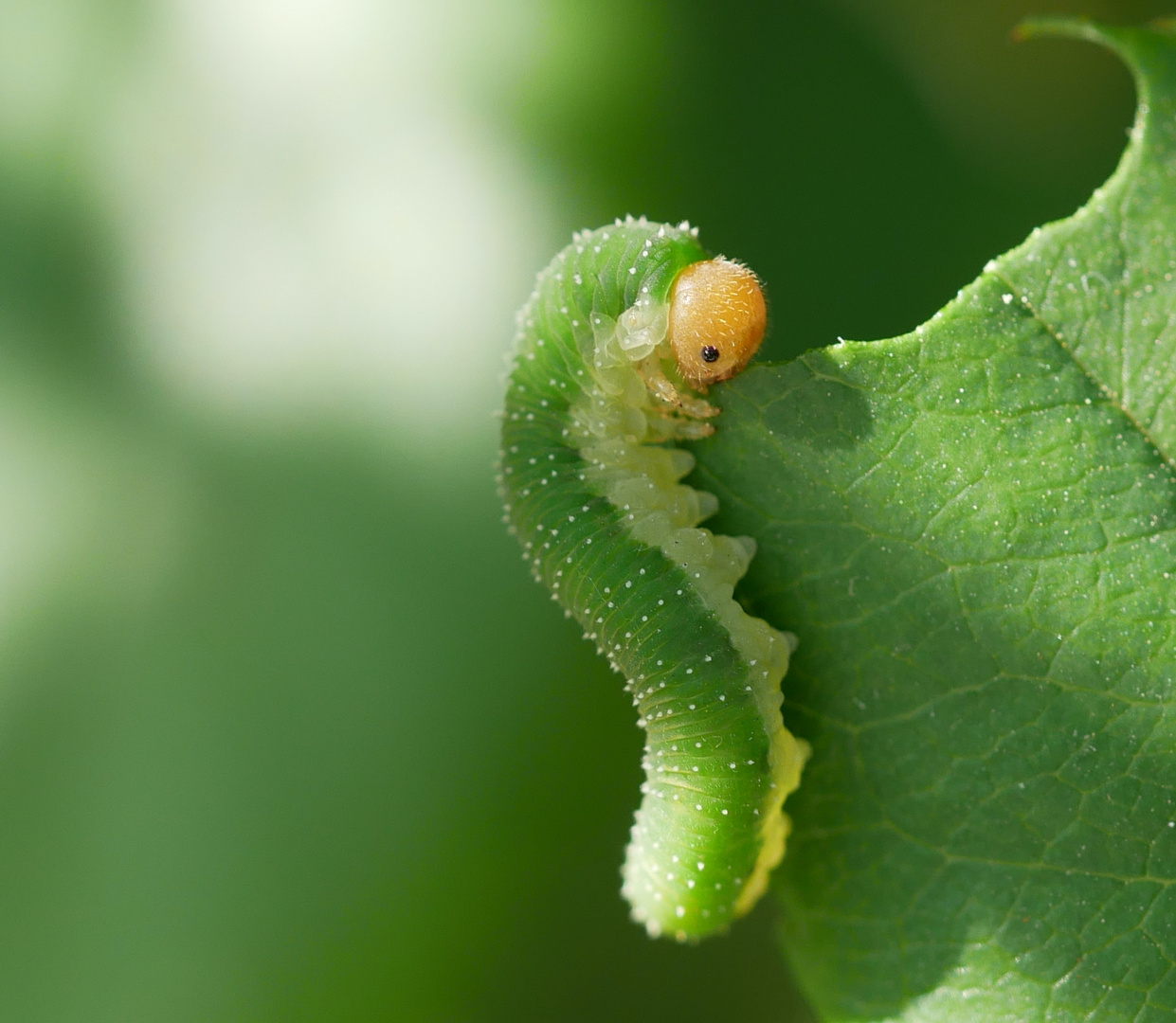 Kleine Raupe Nimmersatt