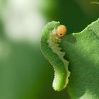 Kleine Raupe Nimmersatt