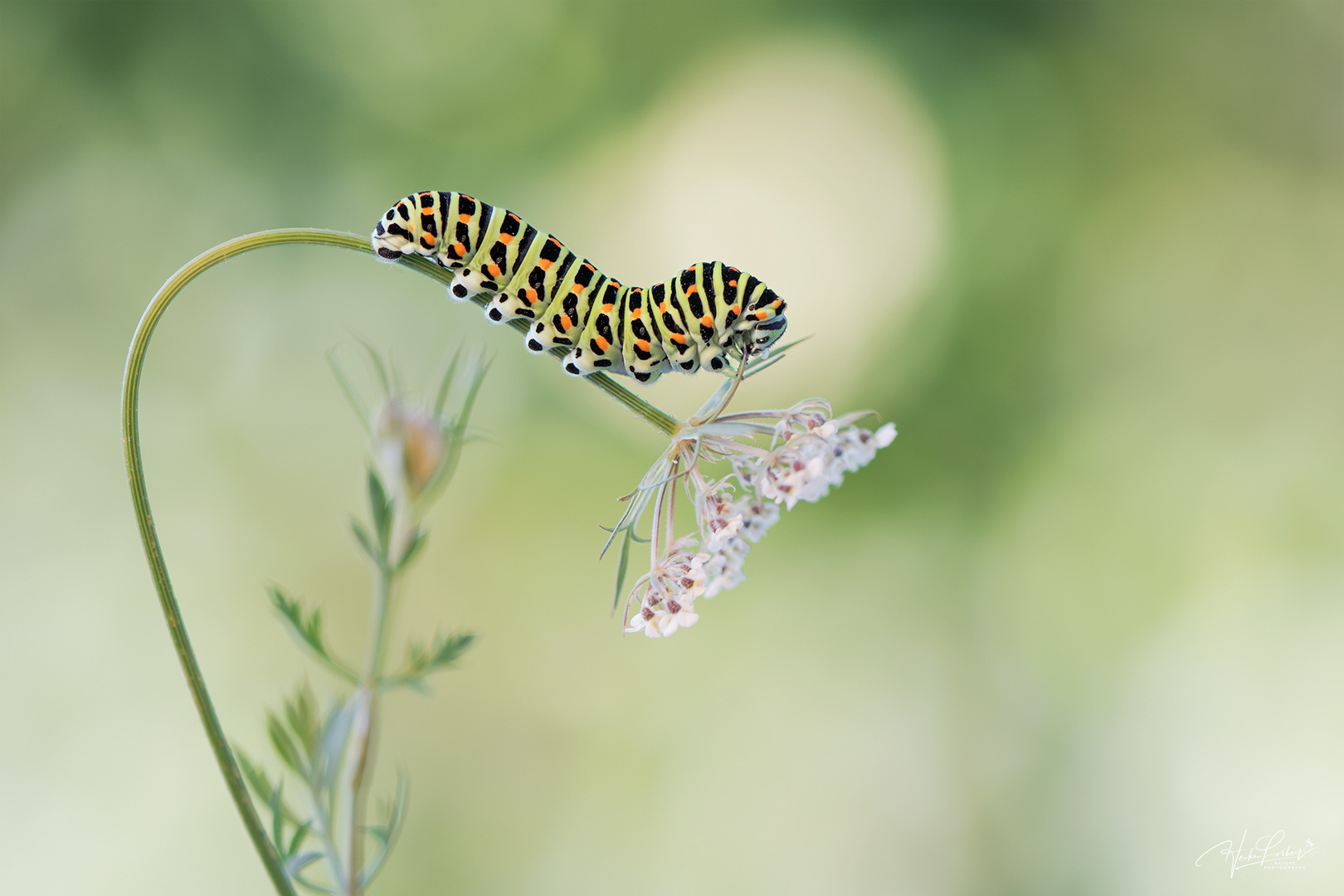 Kleine Raupe Nimmersatt