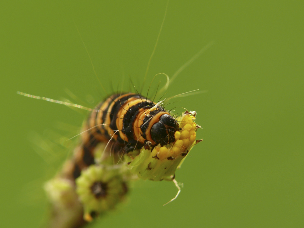 kleine Raupe Nimmersatt