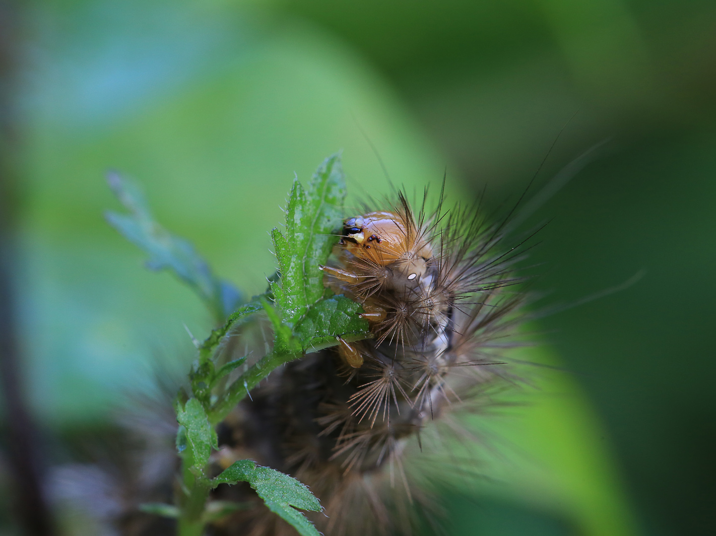 Kleine Raupe Nimmersatt