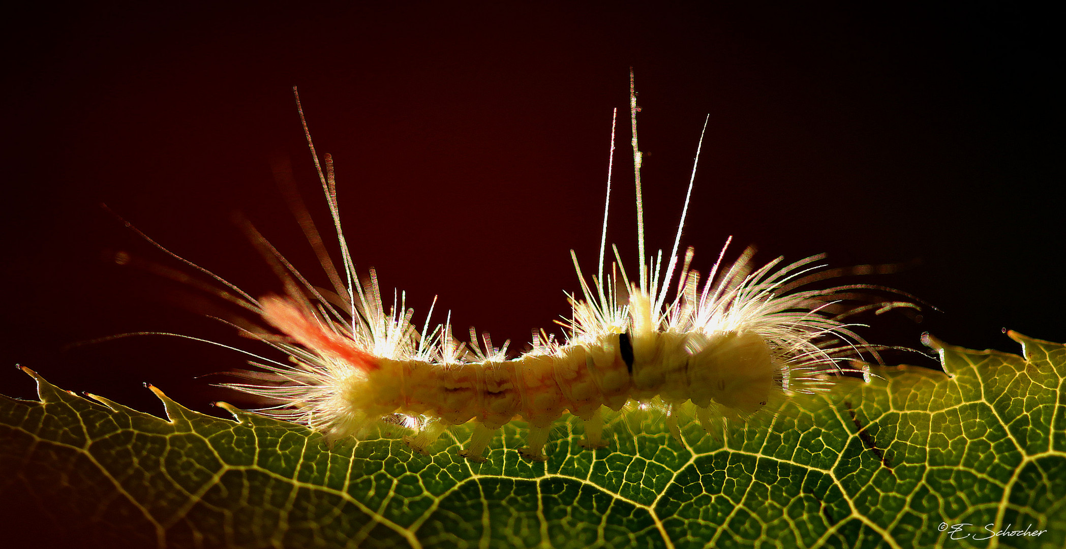 Kleine Raupe Nimmersatt...