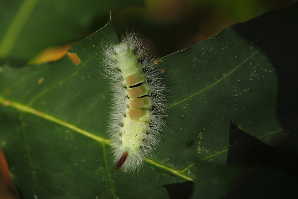 Kleine Raupe Nimmersatt