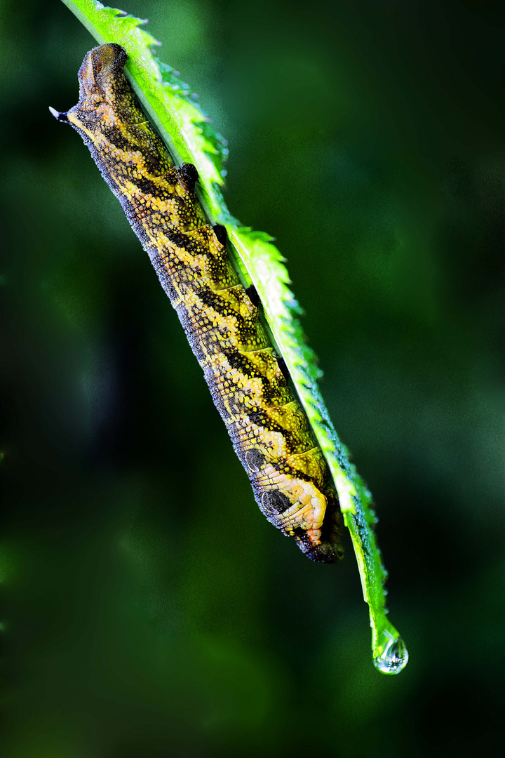 kleine Raupe Nimmersatt Foto & Bild | tiere, wildlife, insekten Bilder