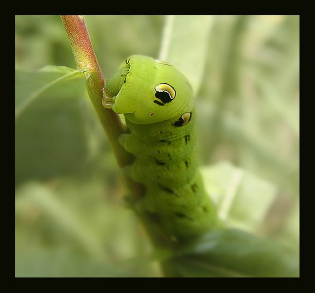 Kleine Raupe Nimmersatt....