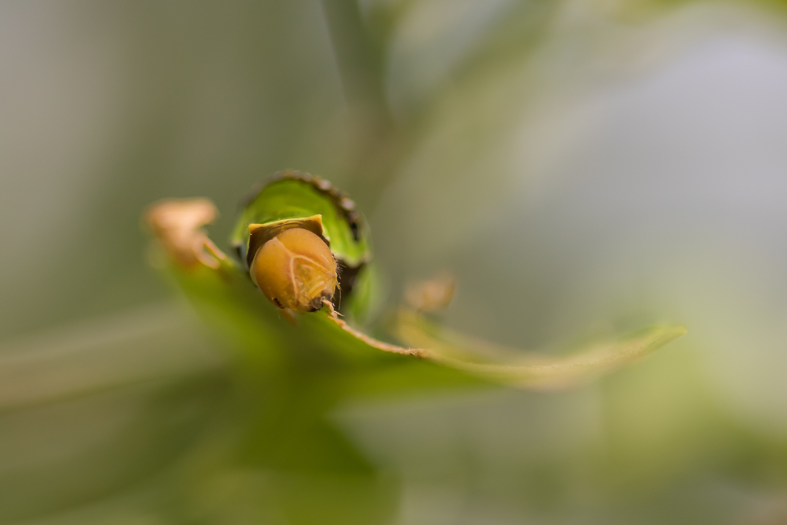 kleine Raupe Nimmersatt