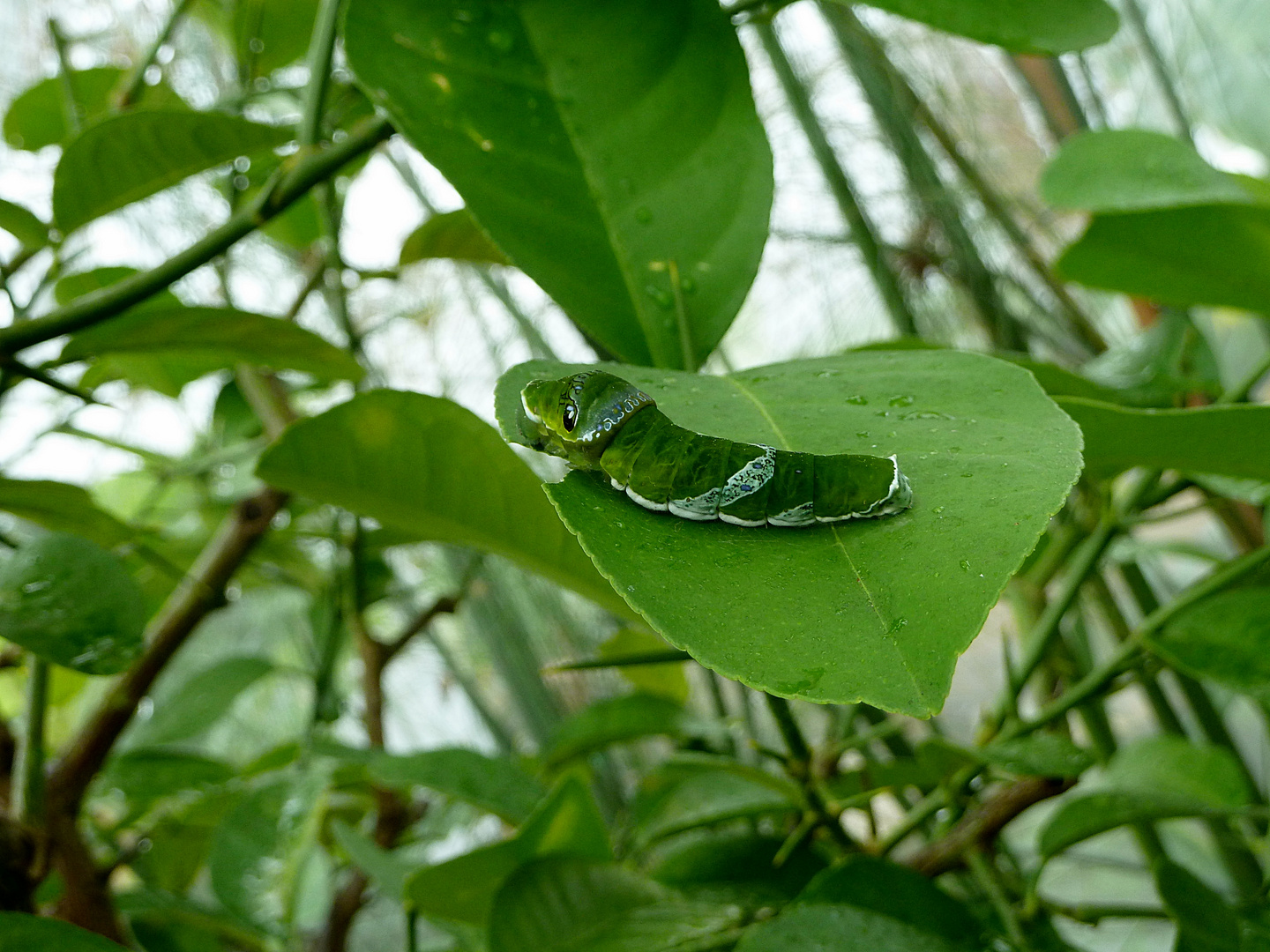 Kleine Raupe Nimmersatt