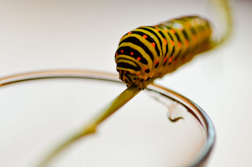 Kleine Raupe Nimmersatt Foto & Bild | tiere, wildlife, schmetterlinge