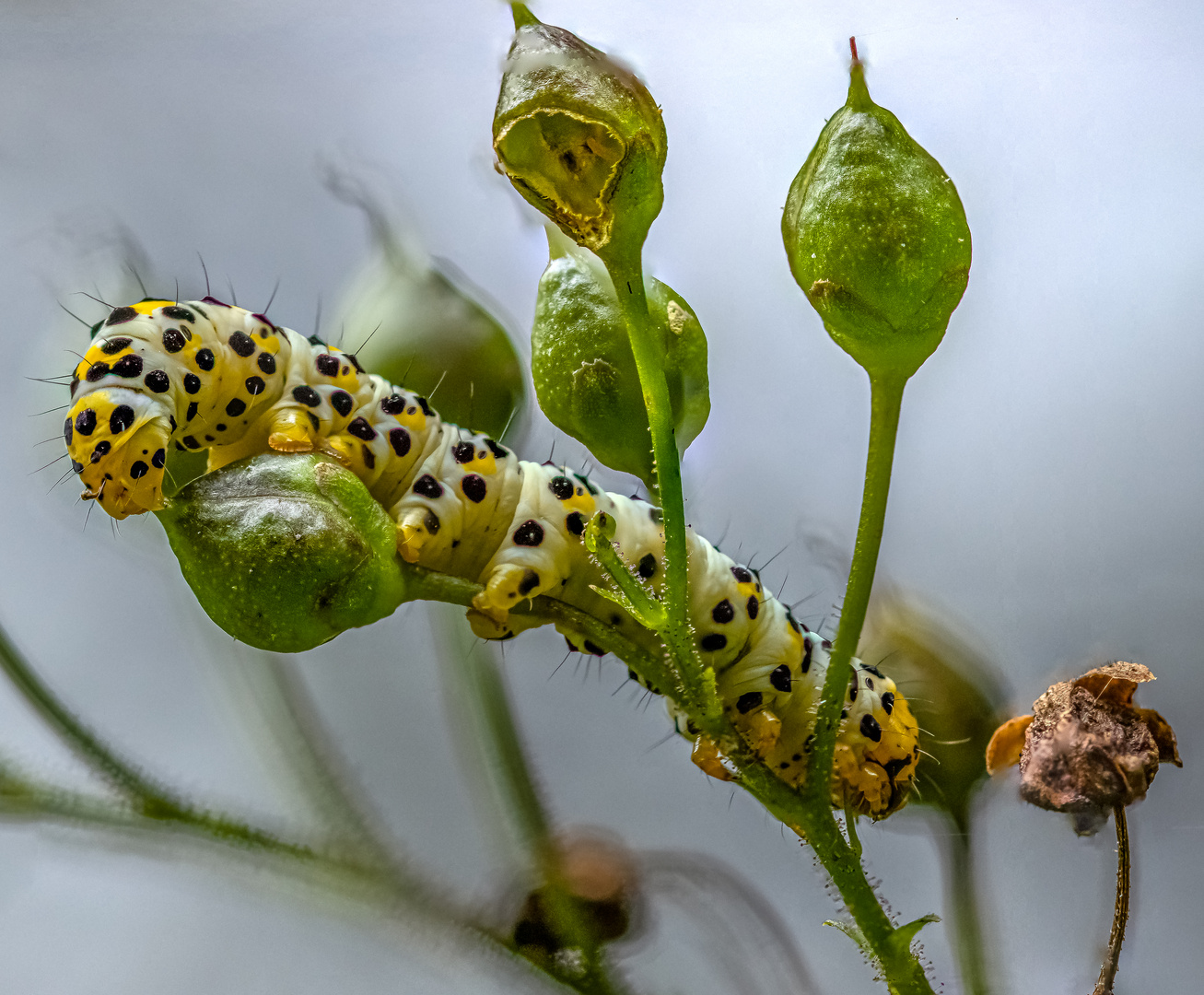 kleine Raupe Nimmersatt