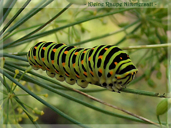 Kleine Raupe Nimmersatt