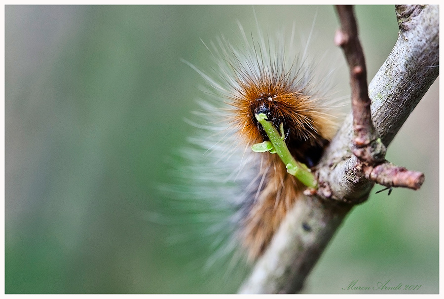 Kleine Raupe nimmersatt