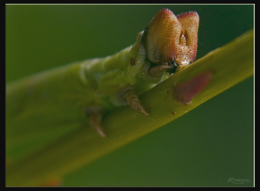 Kleine Raupe Nimmersatt Foto & Bild | tiere, wildlife, insekten Bilder