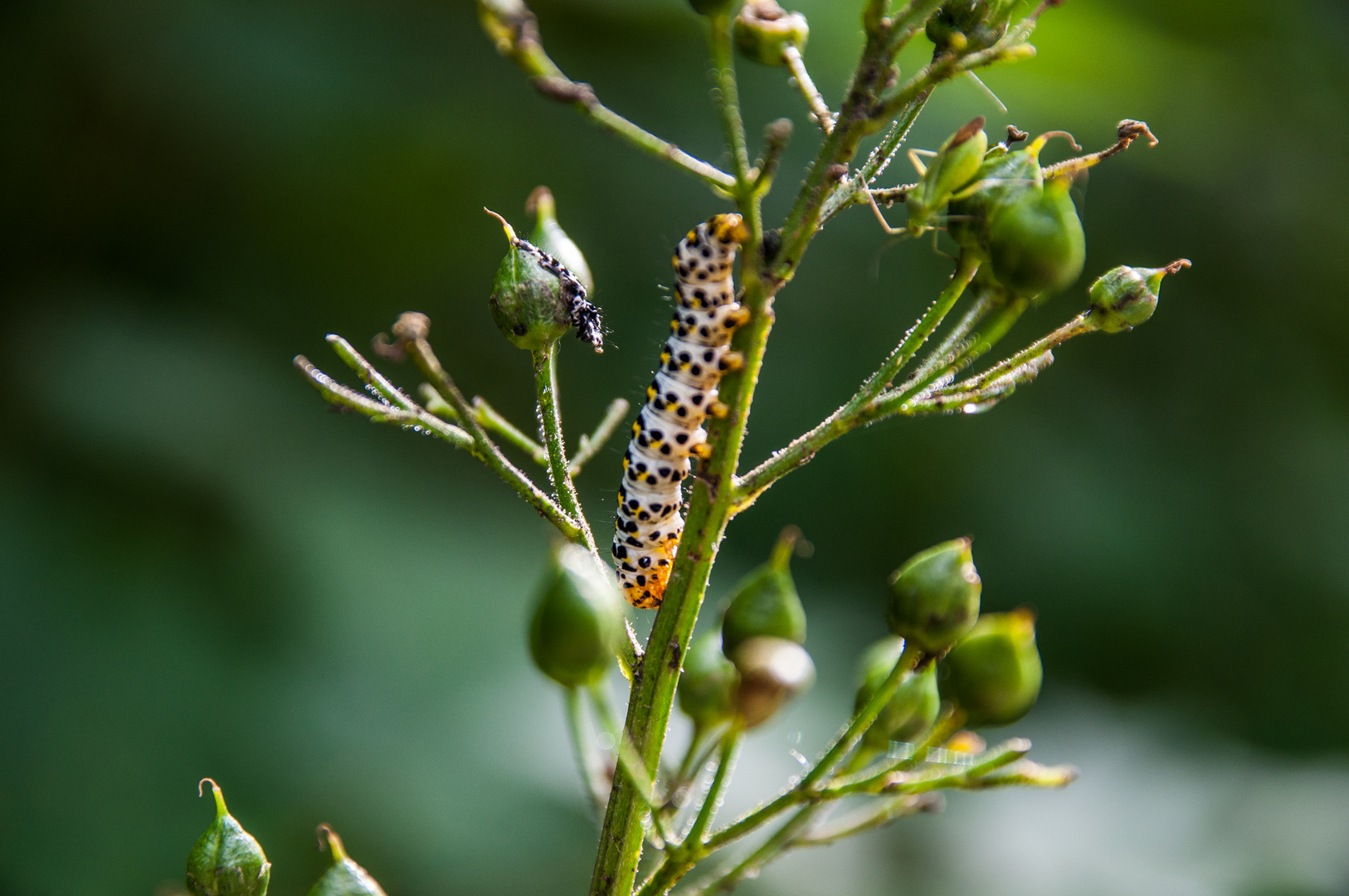 Kleine Raupe Nimmersatt