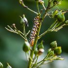 Kleine Raupe Nimmersatt