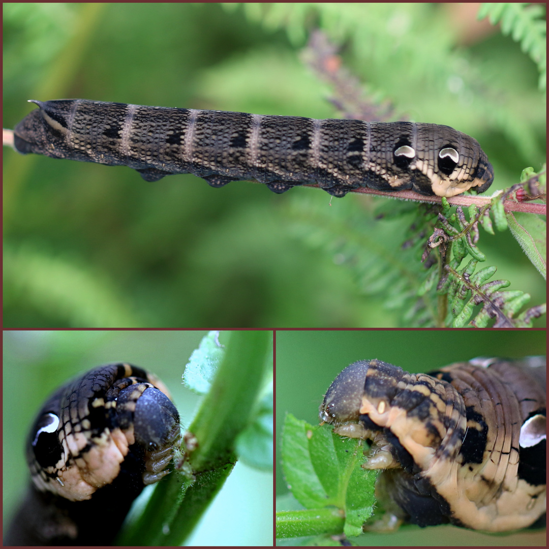 Kleine Raupe Nimmersatt ...