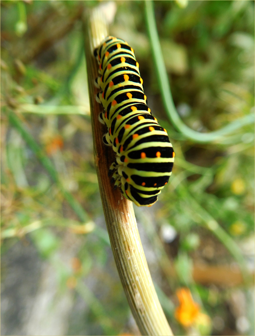 kleine Raupe Nimmersatt Foto & Bild | tiere, wildlife, insekten Bilder