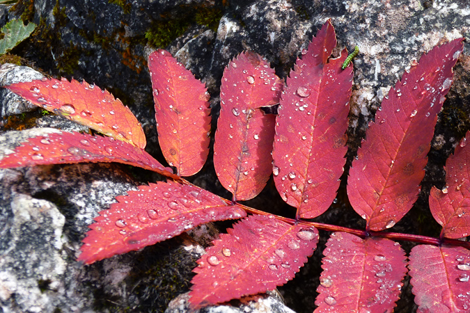 Kleine Raupe Nimmersatt