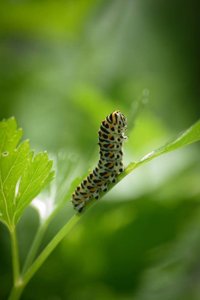 Kleine Raupe Nimmersatt Foto & Bild | tiere, tierdetails, fotos Bilder