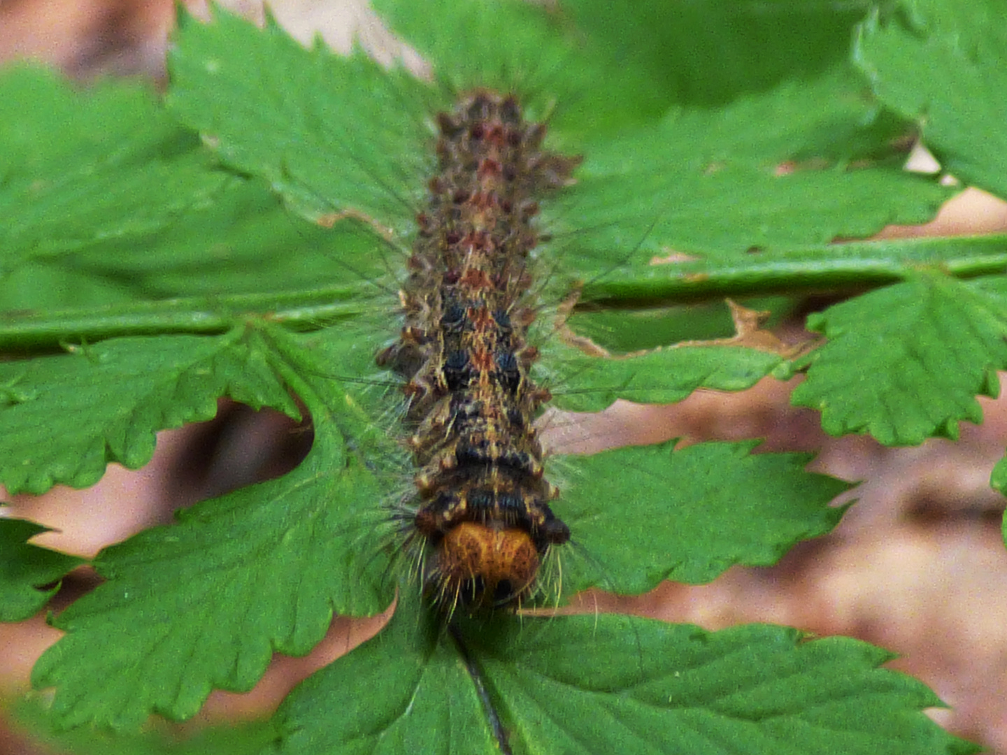 Kleine Raupe Nimmersatt