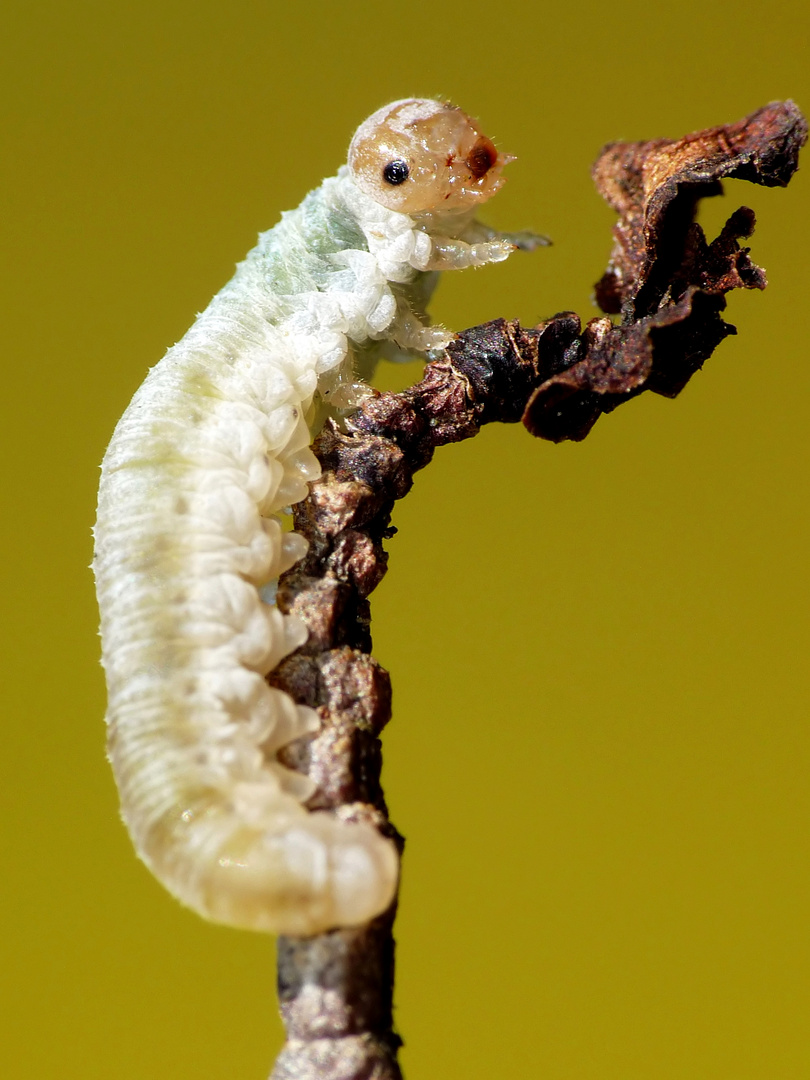 Kleine Raupe Nimmersatt