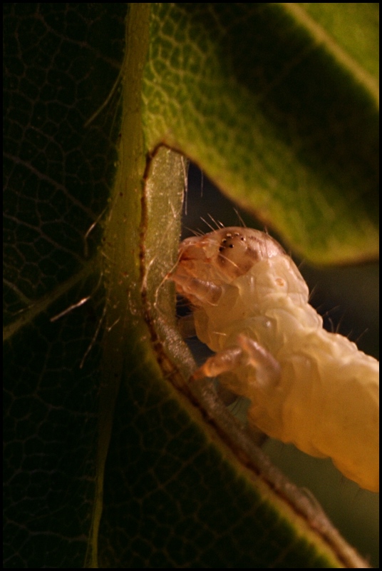 kleine Raupe Nimmersatt