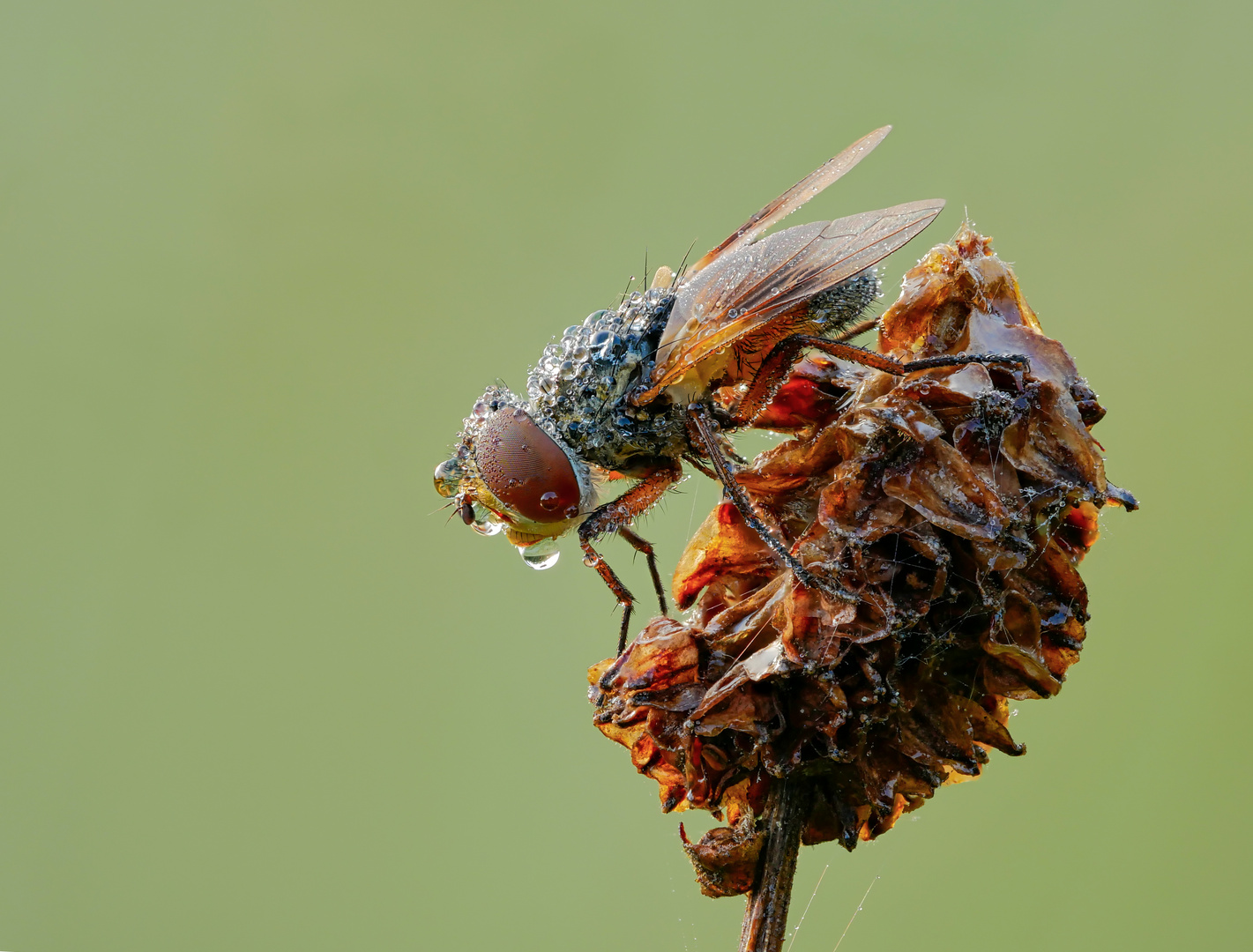 Kleine Raupenfliege