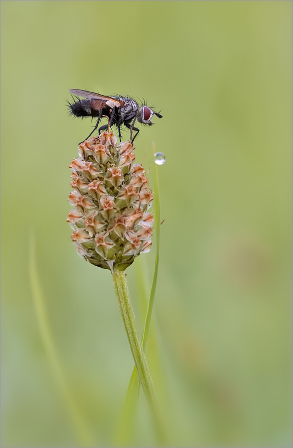 kleine Raupenfliege ...