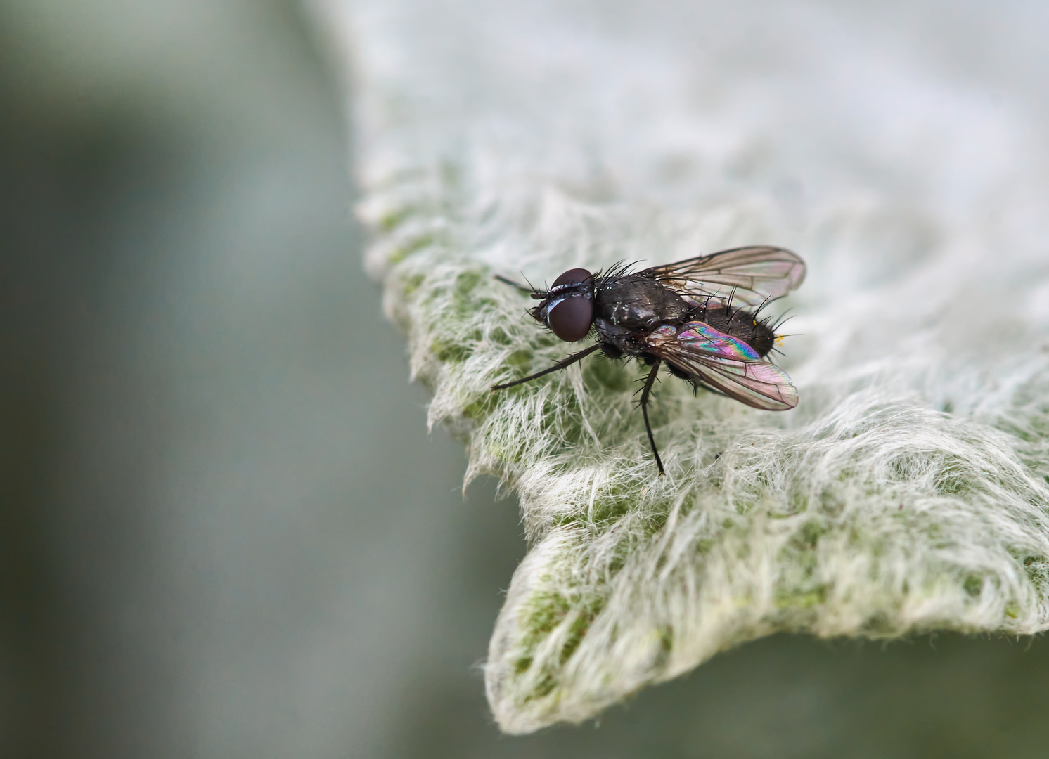 Kleine Raupenfliege 