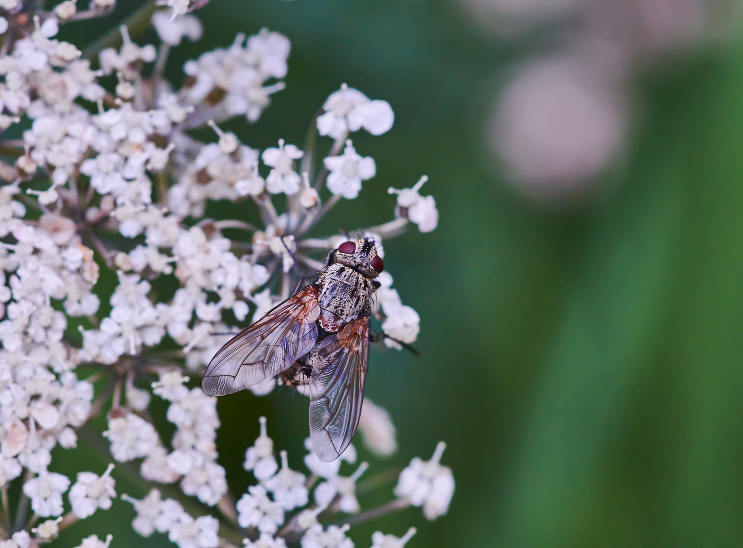 Kleine Raupenfliege (Tachinidae sp)