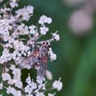 Kleine Raupenfliege (Tachinidae sp)