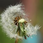 kleine Regenschirmchen