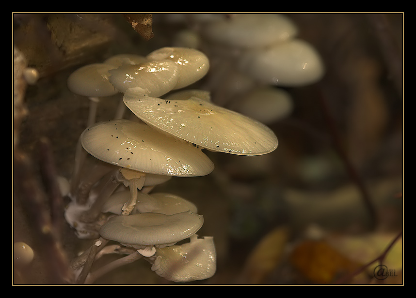 Kleine Regenschirme