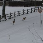 kleine rehchen