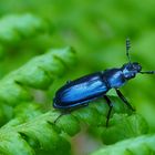 Kleine Rehschröter (Platycerus caraboides)